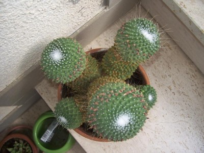 cactus 001.jpg