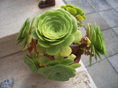 cactus 002.jpg