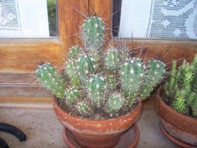cactus 006.jpg