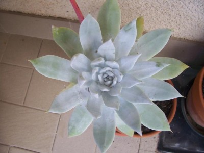 cactus 007.jpg