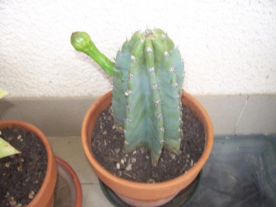 cactus 009.jpg