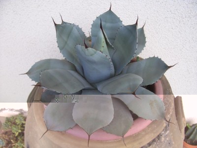 cactus 010.jpg