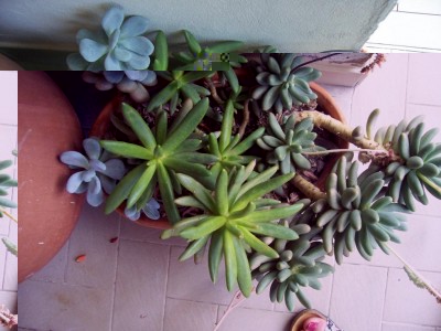 cactus 011.jpg