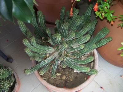 cactus 012.jpg