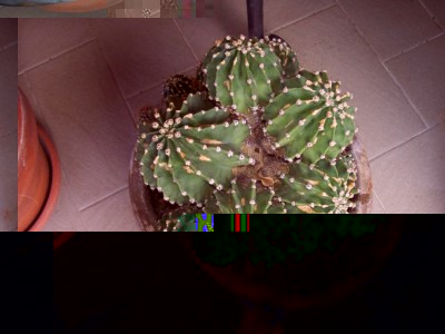 cactus 013.jpg