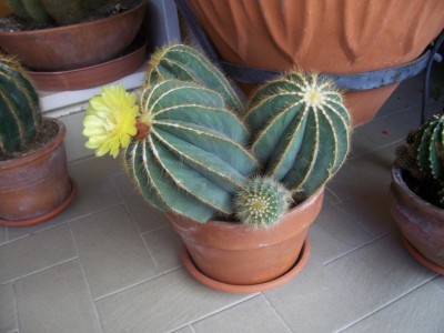 cactus 014.jpg