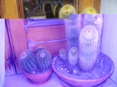 cactus 015.jpg