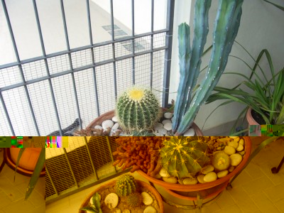 cactus 017.jpg