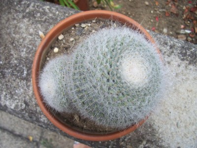 cactus 018.jpg