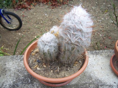 cactus 019.jpg
