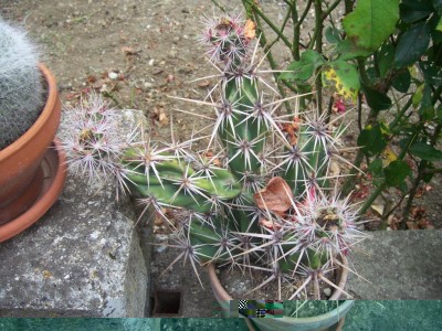 cactus 020.jpg