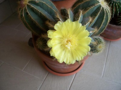 cactus 023.jpg