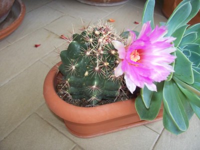cactus 022.jpg
