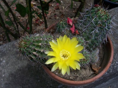 cactus 025.jpg