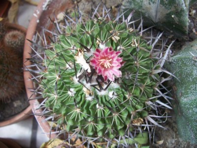 cactus 028.jpg