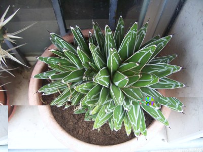 cactus 031.jpg