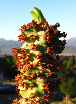 Monadenium arborescens.jpg