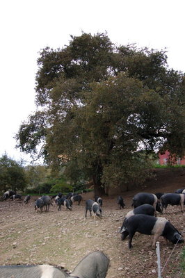 5 Ten. di Paganico_Quercia.jpg