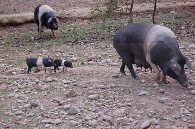 5 Ten. di Paganico_Scrofa e Suinetti.jpg