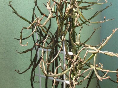 euphorbia platyclada.jpg