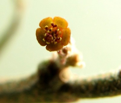 platyclada fiore.jpg