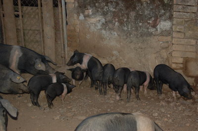 5 Ten. di Paganico_Suinetti.jpg