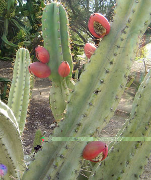 peruvian_apple_cactus2.jpg