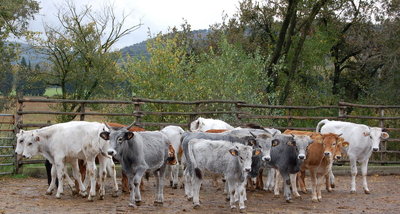 6 Ten. di Paganico_vitelli delle tre razze.jpg
