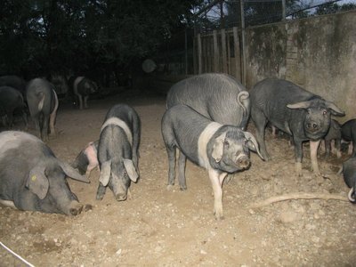 cinte senesi Paganico.jpg