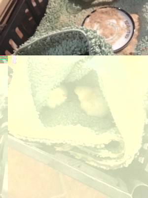image.jpeg