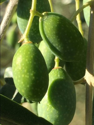 olive.JPG