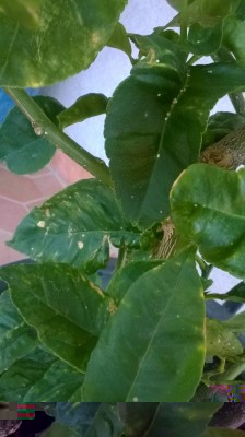 WP_20160825_010.jpg