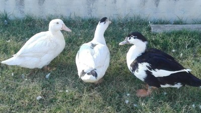 IMG_20160902_170532.jpg