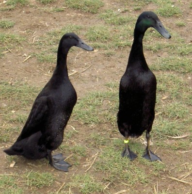 blackrunner.jpg