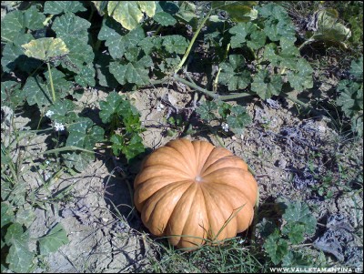 29092016zucca-moscata.jpg