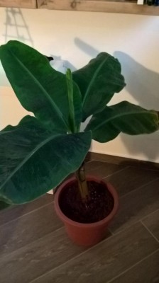 WP_20161125_08_44_42_Pro.jpg