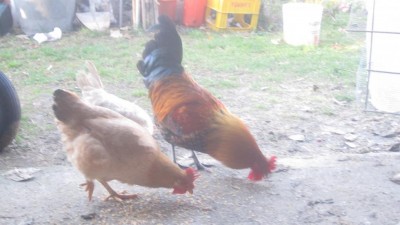 IMG_3470.JPG
