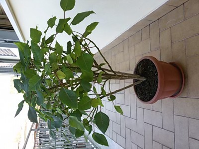 20161210_141055.jpg
