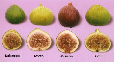 Figs.jpg