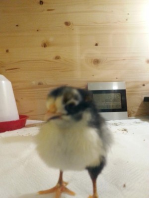 20170313_190141.jpg