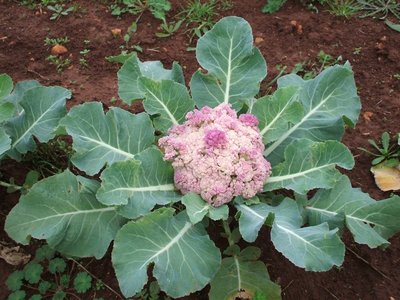Cavolfiore2.JPG