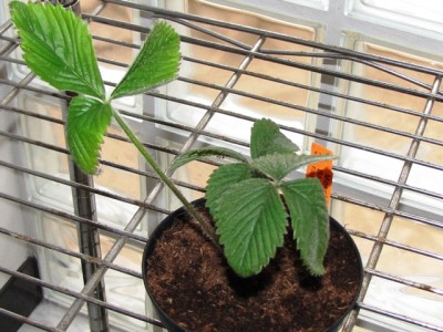 Fragaria moschata Bauwens.jpg