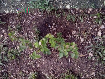 20170509_080404.jpg