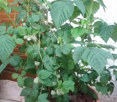 20170521_062000.jpg