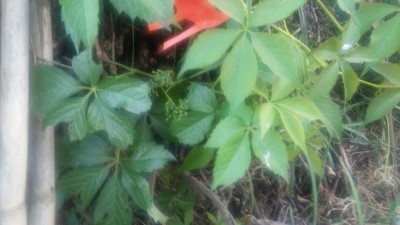 20170522_190522.jpg