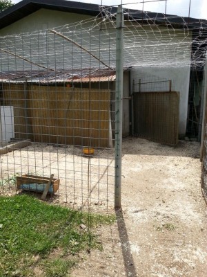 esterno pollaio x 10 galline.jpg