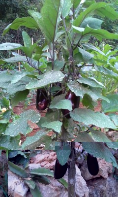 20170618_065304.jpg