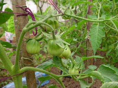 cuoredibuealtro.JPG