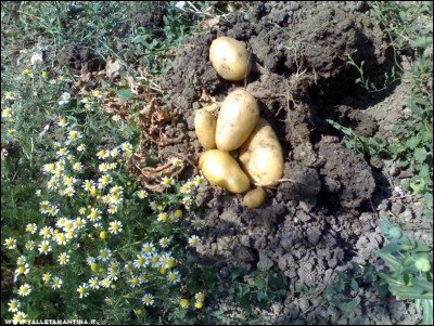 23062017patate-novelle.jpg