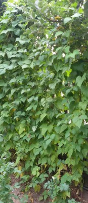 20170709_114104-1-1.jpg